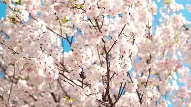 春天花卉蓝天粉色樱花盛开4K实拍视频的预览图